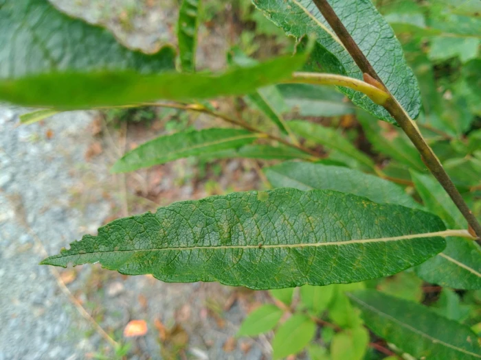 Salix humilis image