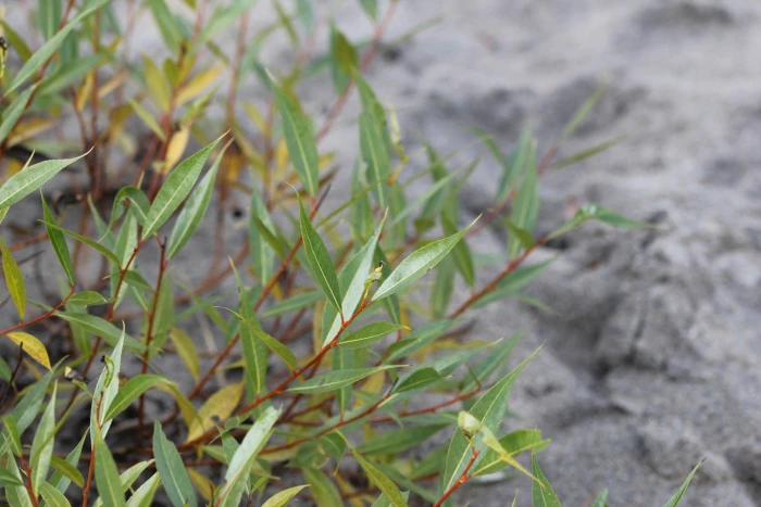 Salix lucida image