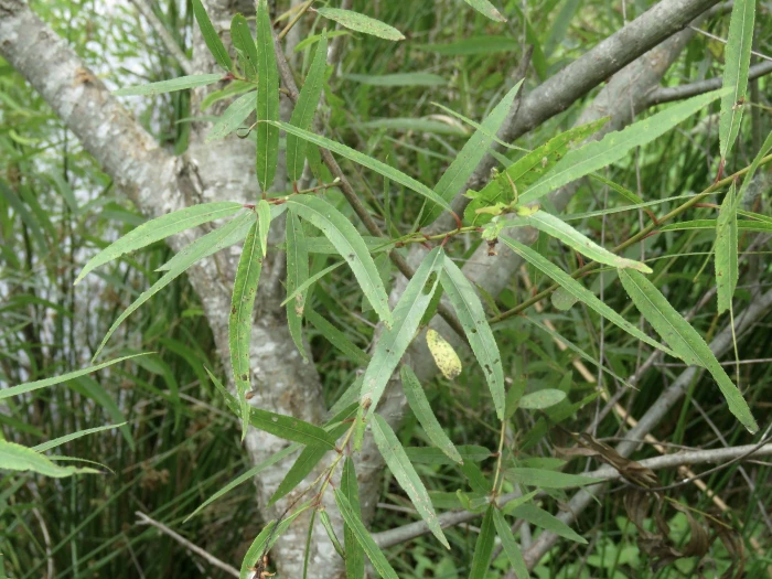 Salix nigra image
