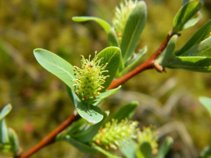 Salix pedicellaris image