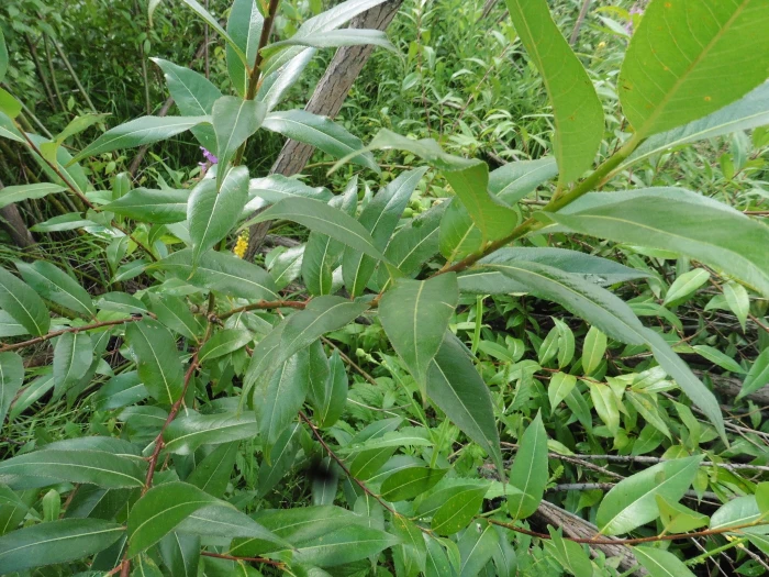 Salix pentandra image