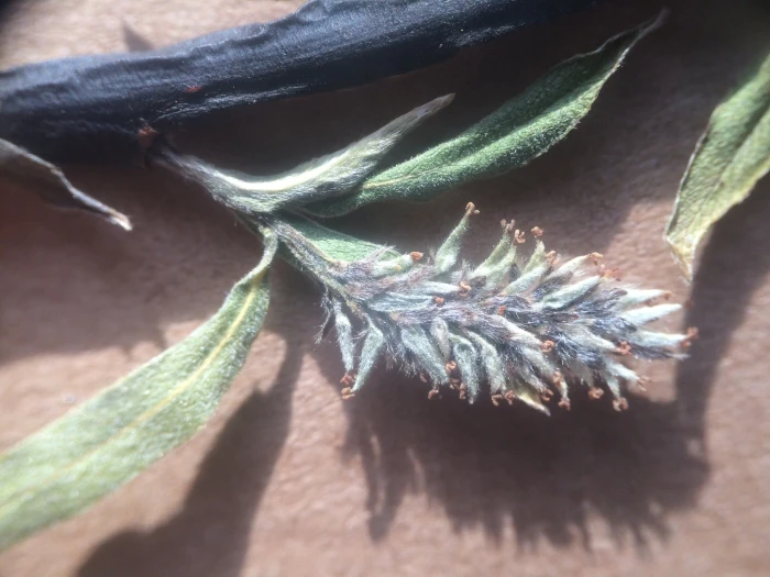 Salix petiolaris image