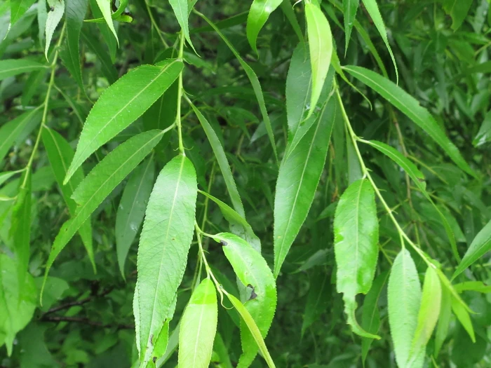 Salix pierotii image