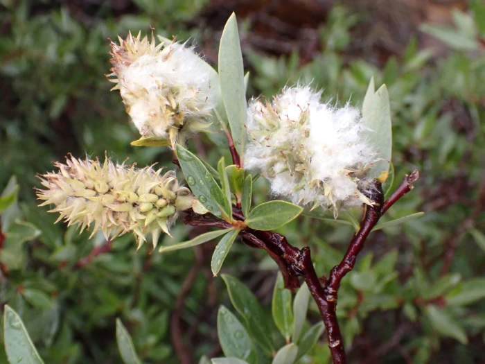 Salix planifolia image