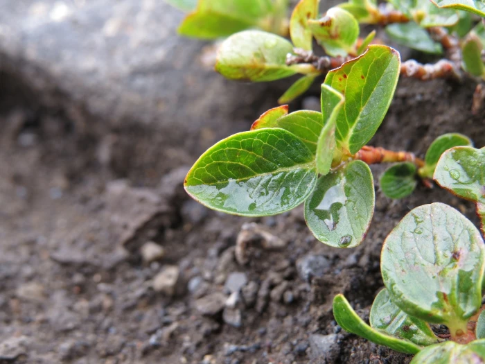 Salix polaris image