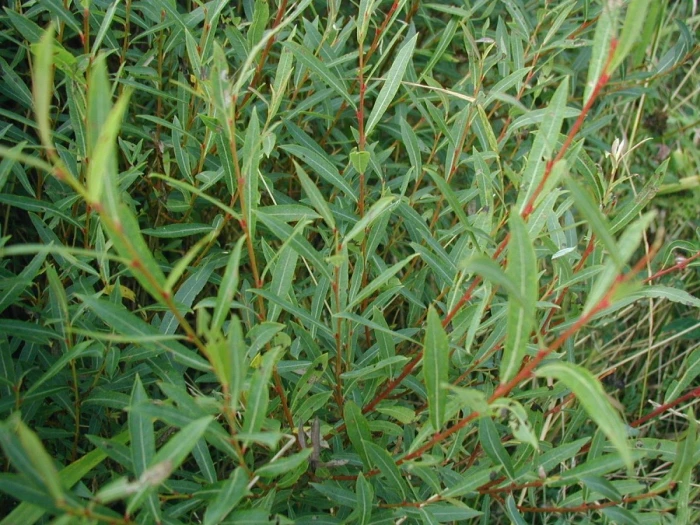Salix purpurea image