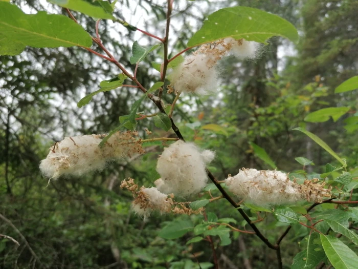 Salix pyrifolia image