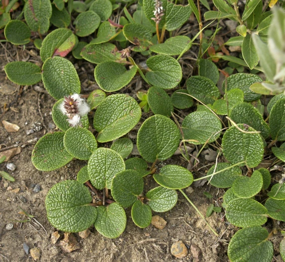 Salix reticulata image