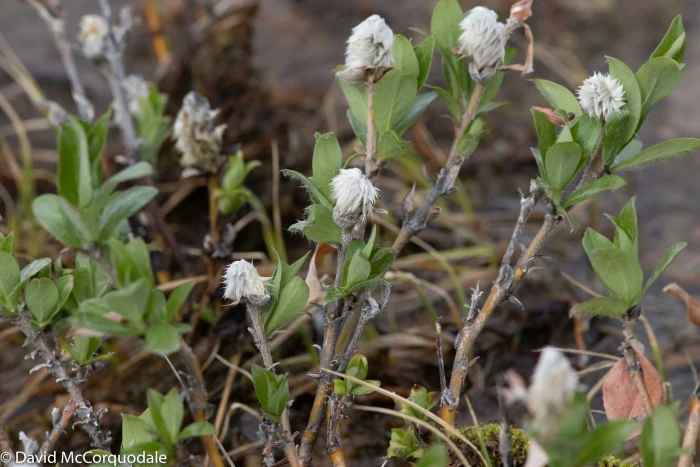 Salix richardsonii image