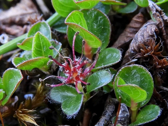 Salix rotundifolia image