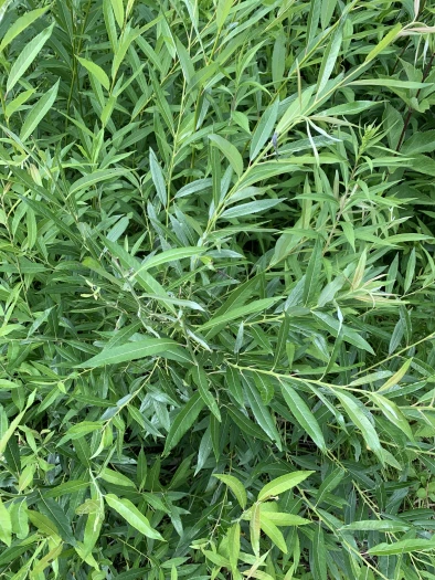 Salix sericea image