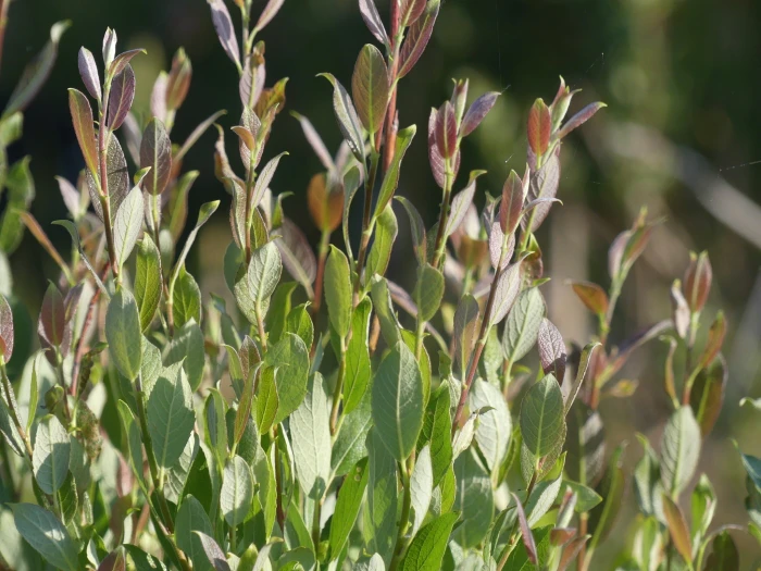 Salix starkeana image