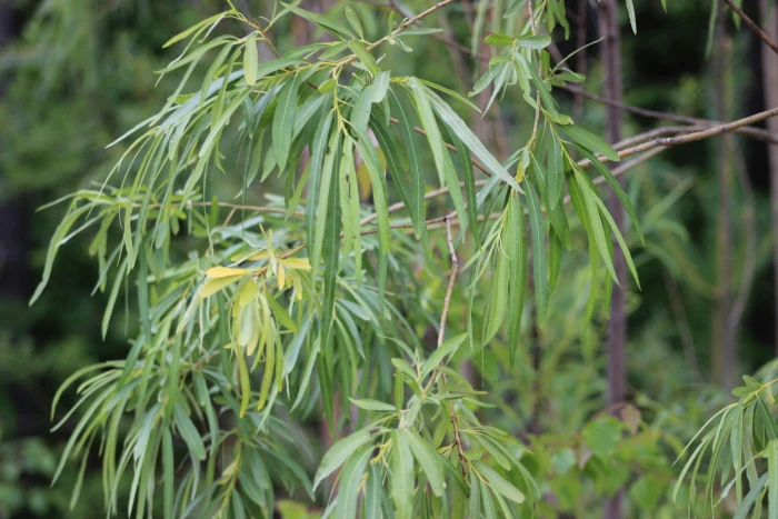 Salix viminalis image