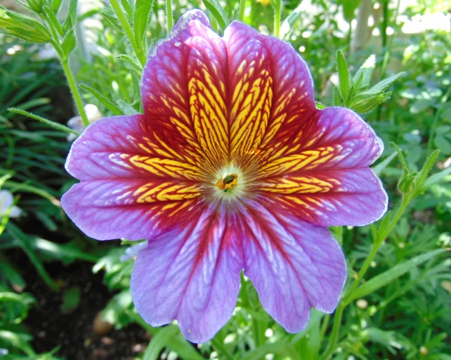 Salpiglossis sinuata image