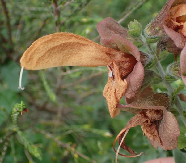 Salvia aurea image