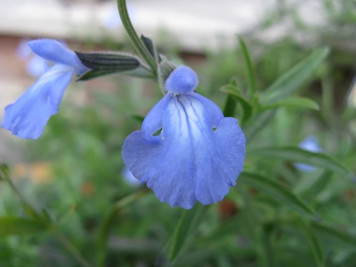 Salvia azurea image