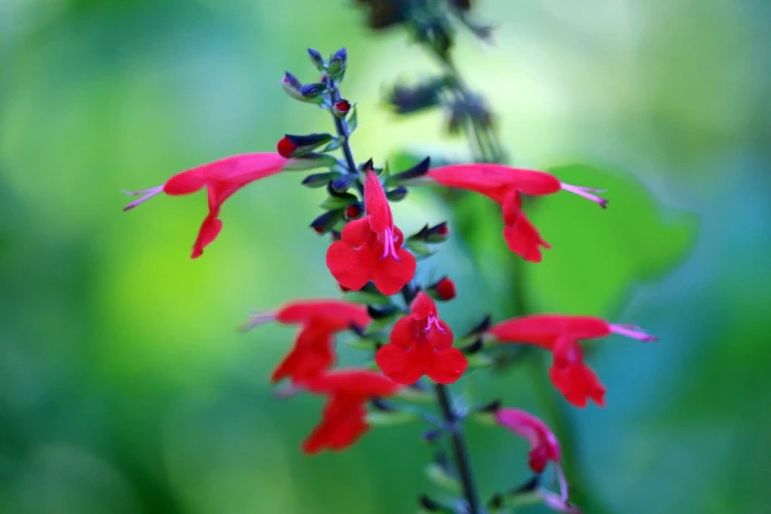 Salvia coccinea image