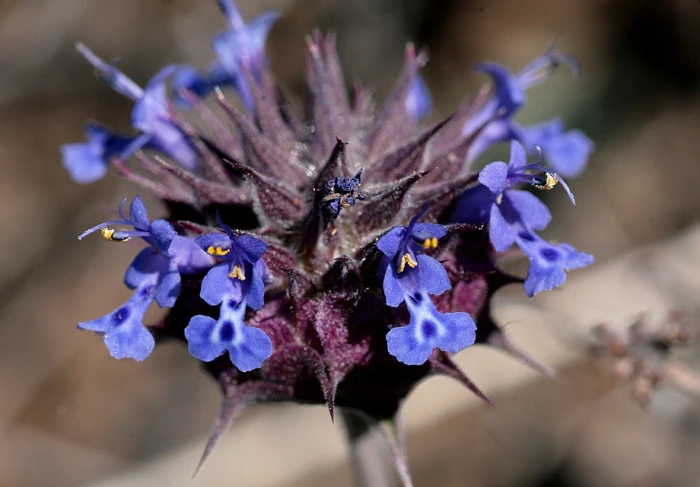 Salvia columbariae image