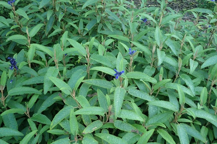 Salvia corrugata image