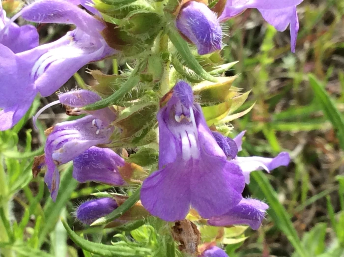 Salvia engelmannii image