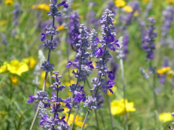 Salvia farinacea image