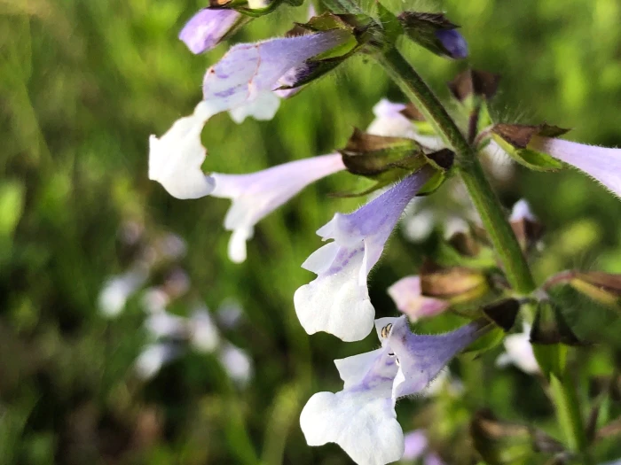 Salvia lyrata image