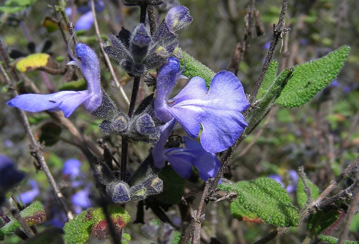 Salvia melissodora image