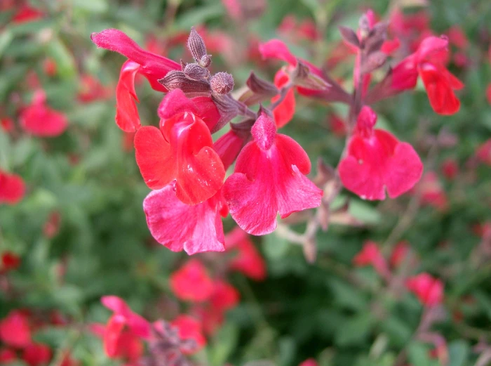 Salvia microphylla image