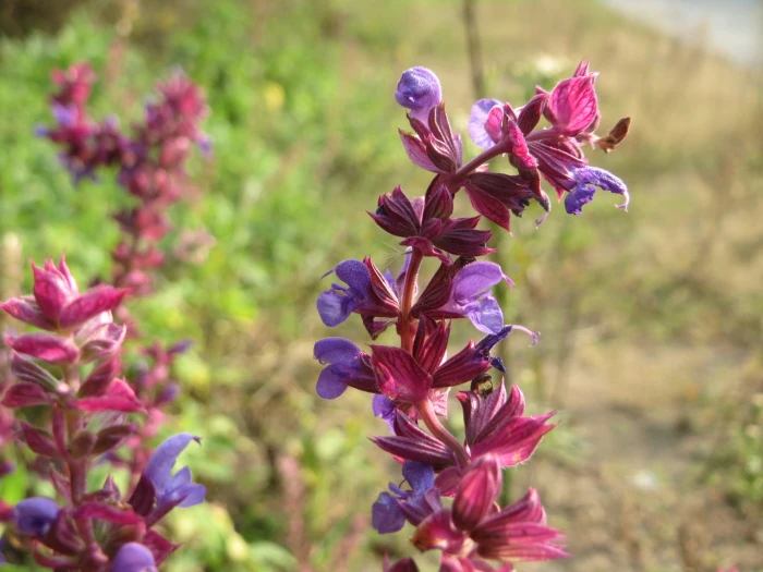 Salvia nemorosa image