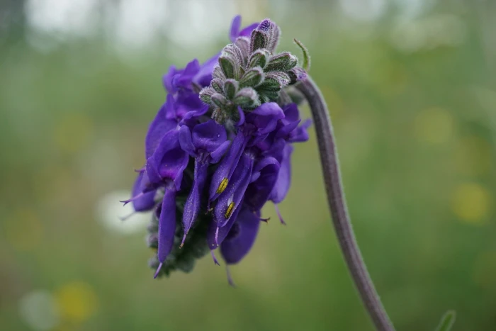 Salvia nutans image