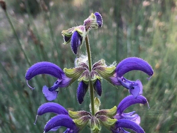 Salvia pratensis image
