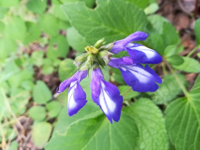 Salvia prunelloides image