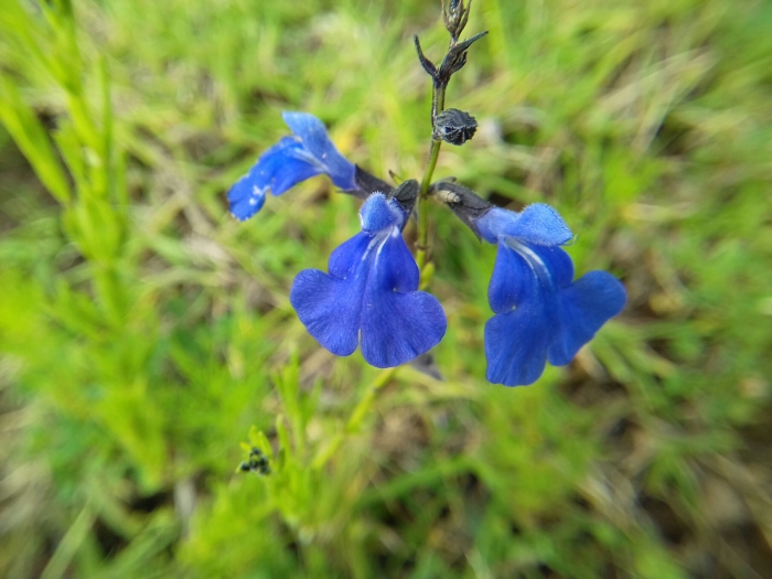 Salvia reptans image