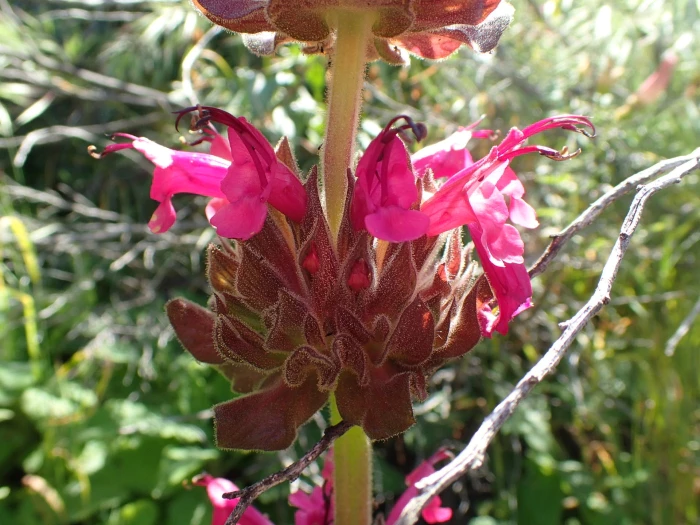 Salvia spathacea image