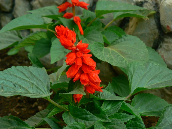 Salvia splendens image