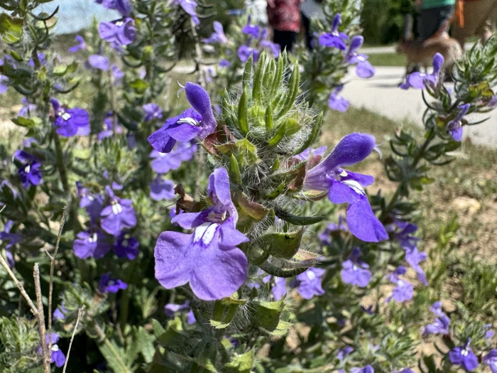 Salvia texana image
