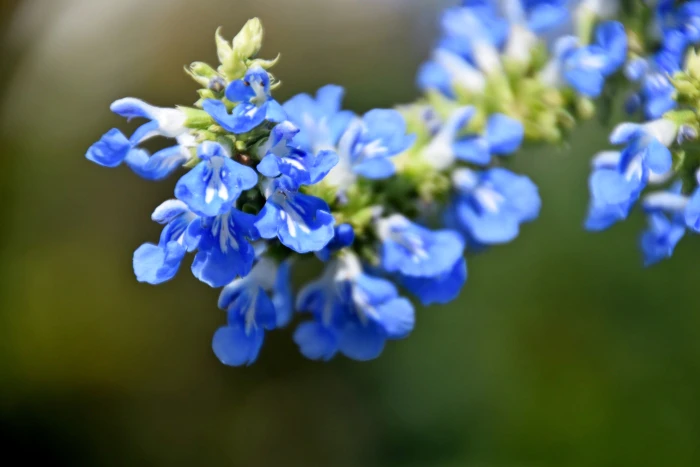 Salvia uliginosa image