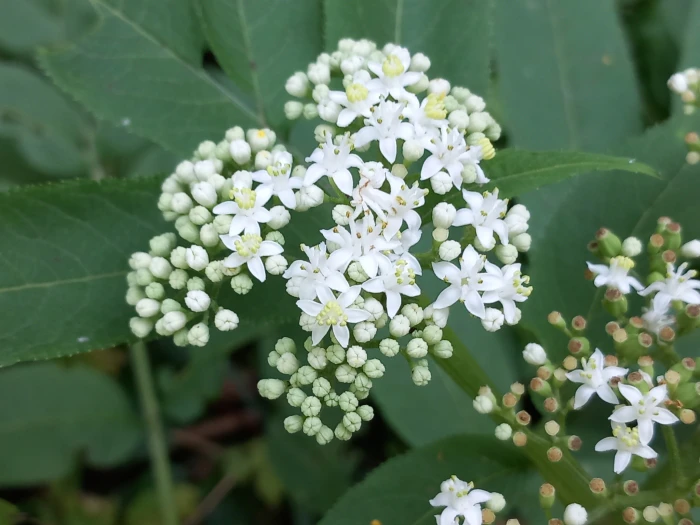 Sambucus ebulus image