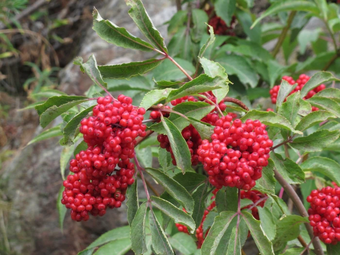 Sambucus racemosa image