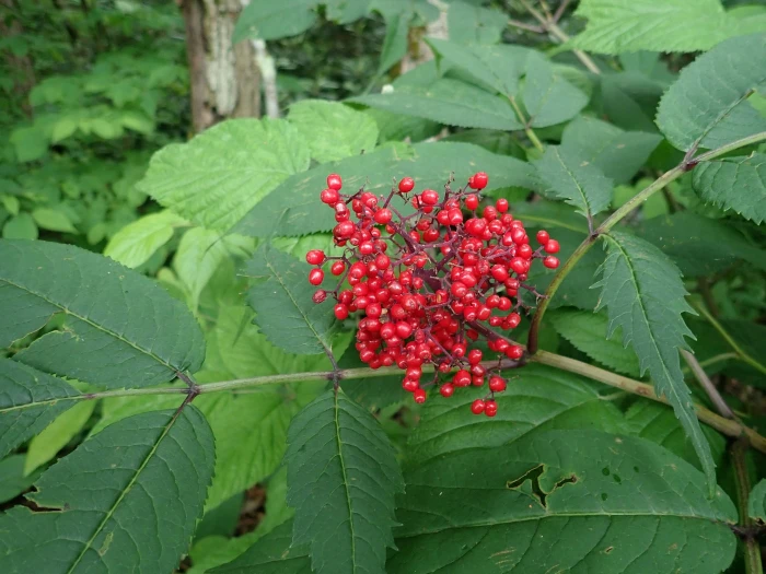 Sambucus pubens image