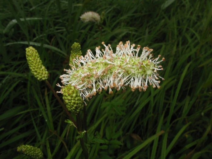 Sanguisorba albiflora image