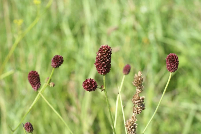 Sanguisorba officinalis image