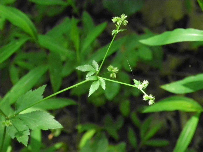 Sanicula canadensis image