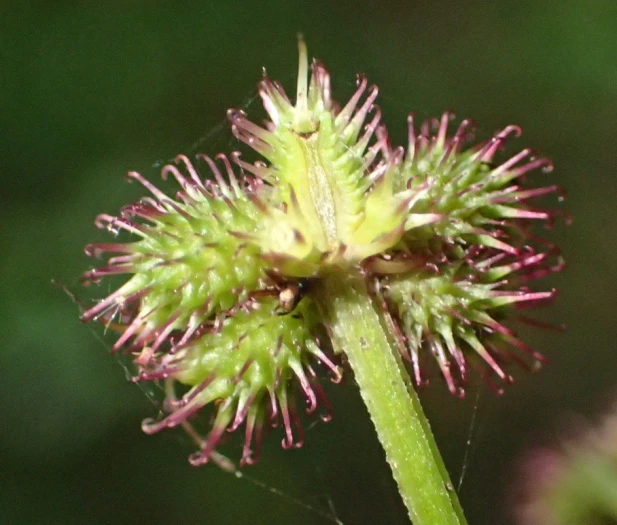 Sanicula elata image