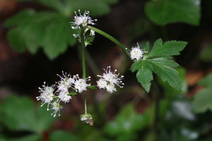 Sanicula europaea image