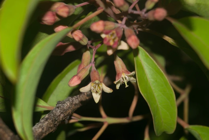 Santalum freycinetianum image