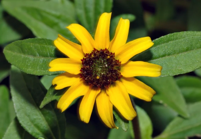 Sanvitalia procumbens image