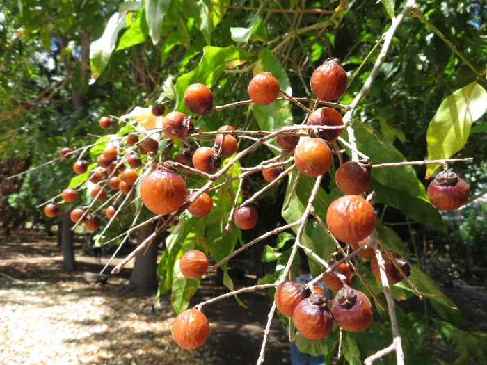 Sapindus saponaria image