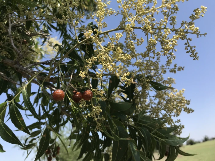 Sapindus drummondii image