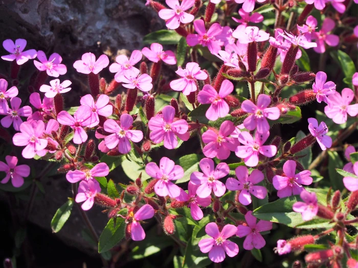 Saponaria ocymoides image
